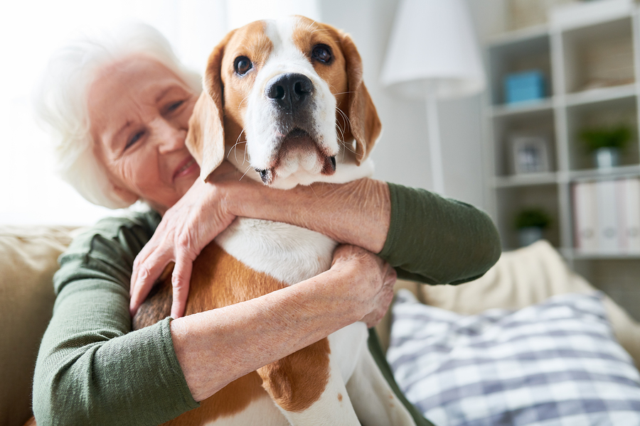 4 Great Dog Breeds for Seniors